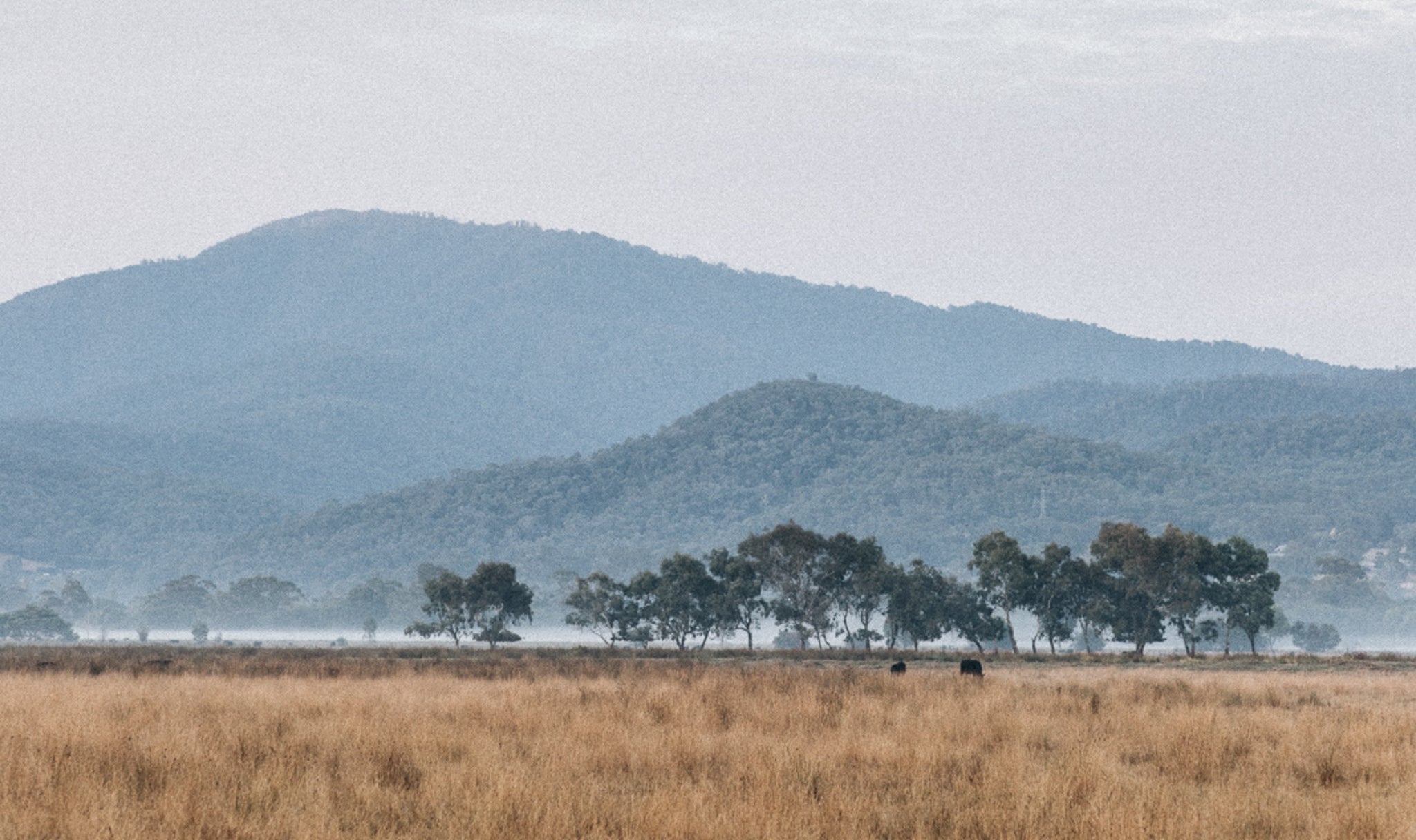 Mount Bogong, Victoria in morning light. Brown grassy valley with gum trees and mountains in the distance. 