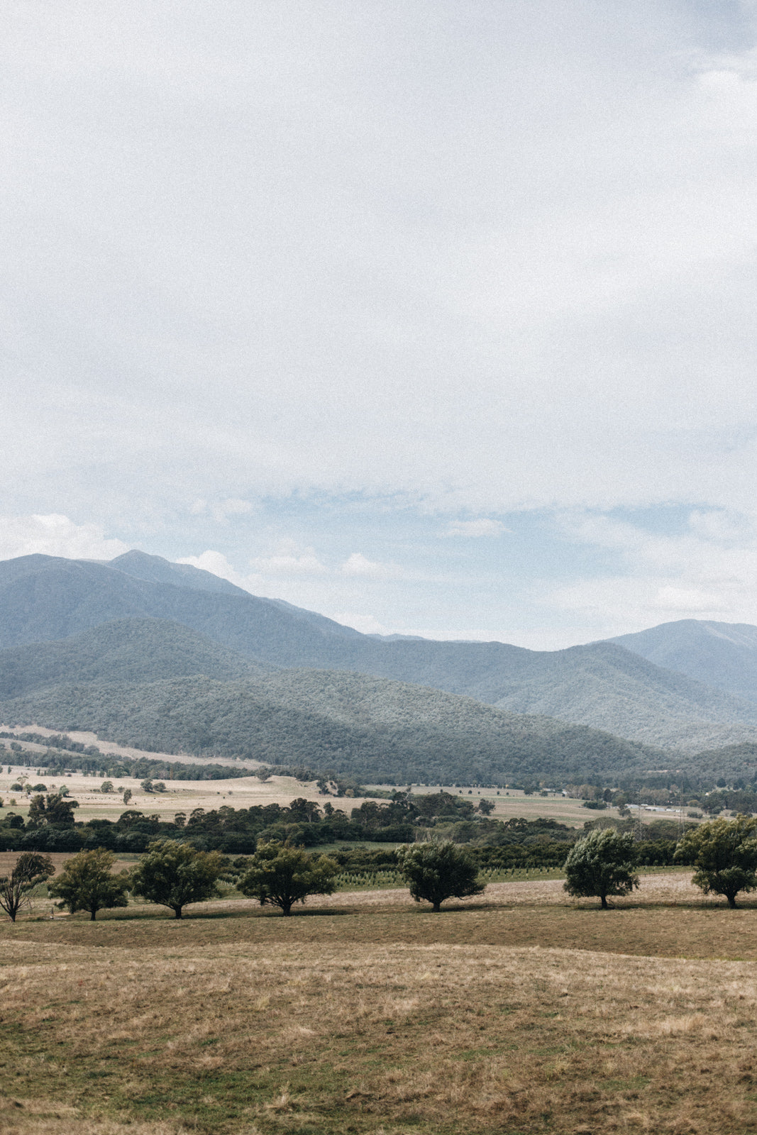 Looking across the Kiewa Valley towards Mt Bogong in regional Victoria.  Large blue/grey eucalyptus mountains.